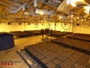 Tres detinguts per tenir 21 quilos en cabdells de marihuana dins una nau a Santa Llogaia d'Àlguema