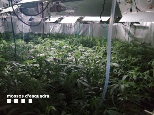 Dos detinguts per tenir una plantació de marihuana a la Bisbal d'Empordà
