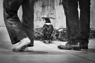 Polèmica a Figueres per la celebració d'un espectacle on hi participava un corb viu