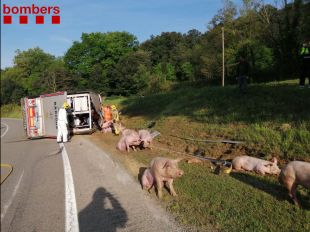 Bolca un camió carregat amb 160 porcs a la C-63 a la Vall d'en Bas