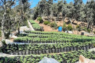 Desmantellen un cultiu amb més de 3.700 plantes de marihuana en un bosc de Vidreres