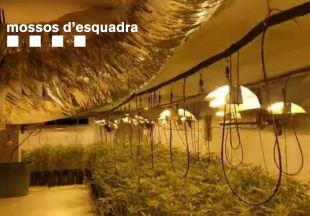Dos detinguts per cultivar 800 plantes de marihuana en un soterrani a Fornells de la Selva