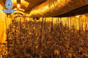 Troben un cultiu amb més de mil plantes de marihuana al soterrani d'un xalet a Lloret de Mar