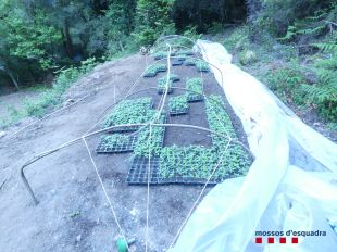 Localitzen 7.800 plantes de marihuana amagades en una zona boscosa a Susqueda
