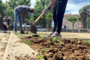 Prova pilot a Castelló d'Empúries per eliminar els herbicides en la jardineria urbana