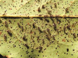 Identifiquen per primer cop a Catalunya el tigre del llorer, un insecte en expansió a Europa