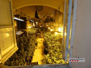 Quatre detinguts, una d'ells menor, per tenir 864 plantes de marihuana en un mas de Cabanes