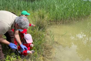 Alliberen vuit tortugues d'estany al paratge de les Cigonyes de Banyoles 