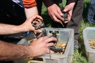 La tortuga autòctona torna a l'estany de Banyoles amb l'alliberament de cinquanta exemplars