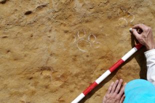 Identifiquen per primera vegada petjades d'un animal de fa 3,1 milions d'anys al Camp dels Ninots 