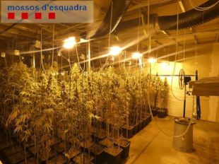 A presó sis homes que tenien més de 2.700 plantes de marihuana a Santa Llogaia d'Àlguema 