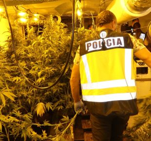 Desmantellen un cultiu de 279 plantes de marihuana i un altre amb 4.000 llavors germinades a Lloret