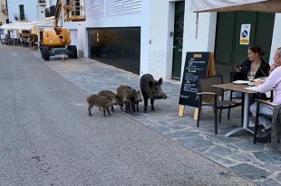 Cadaqués demana ajuda als Rurals per combatre els senglars al centre del municipi