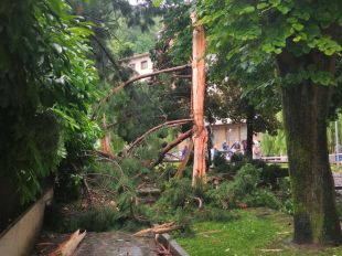 Un llamp esberla una sequoia centenària a Sant Joan de les Abadesses 