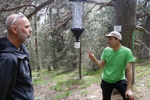 Una prova pilot a Setcases intenta recuperar un escarabat en risc d'extinció
