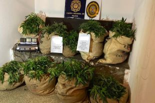 Tres detinguts i 1.170 plantes de marihuana comissades en dues operacions al Baix Empordà