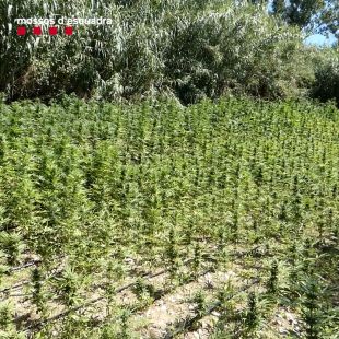 Un detingut i 1.713 plantes de marihuana comissades enmig d'un bosc a Ventalló