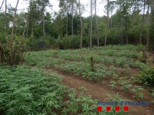Quatre detinguts i desmantellats tres cultius amb 12.595 plantes de marihuana a Cabanelles