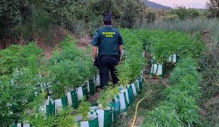 Dos detinguts i comissades 260 plantes de marihuana en un cultiu a Llagostera