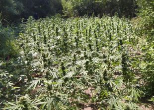 A presó un home per cultivar 852 plantes de marihuana en una zona boscosa de Rabós