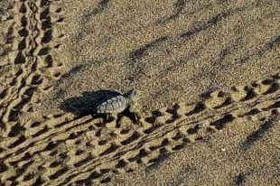 Albiren per primera vegada una tortuga babaua intentant pondre ous a la Costa Brava