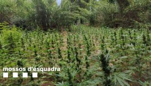 Un detingut per acampada il·legal i tenir dos cultius amb 1.950 plantes de marihuana a  Vilademuls