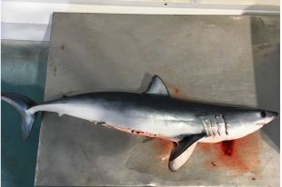 Alerten d'un declivi de taurons a la Costa Brava