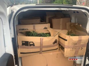Enxampen dos homes transportant 600 plantes de marihuana en dues furgonetes a Vidreres
