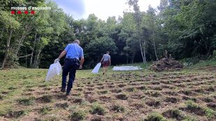 Quatre detinguts i desmantellades dues plantacions amb 5.335 plantes de marihuana a Pardines