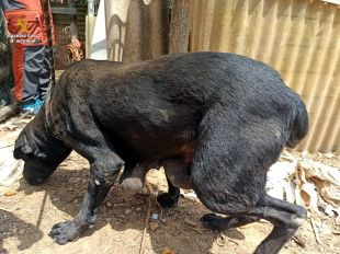 Denuncien una parella a Santa Coloma de Farners per tenir animals en condicions lamentables