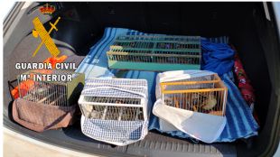 Atrapats tres furtius que havien capturat disset ocells amb una xarxa japonesa a l'Alt Empordà