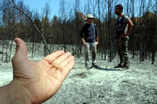 Estudien la relació entre les cigales i la regeneració dels boscos cremats