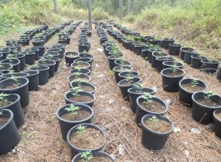 Dos detinguts per tenir un cultiu de 500 plantes de marihuana enmig d'un bosc a Osor
