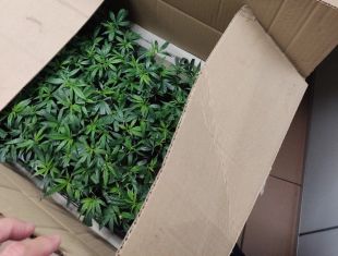 Aturen un veí de Figueres per utilitzar el mòbil conduint i li troben 250 plantes de marihuana al cotxe