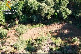 Troben dos cultius de marihuana amb més de 10.000 plantes a Arbúcies 