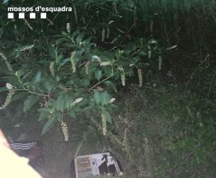 A presó dos lladres per robar en un bar de Girona