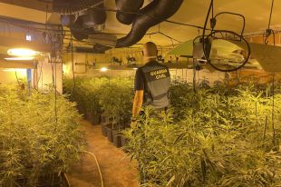 Dos detinguts per tenir més d'un miler de plantes de marihuana en una casa a Palol d'Onyar