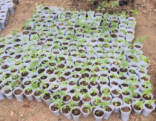 Dos detinguts per cultivar 2.093 plantes de marihuana en un bosc a Santa Cristina d'Aro