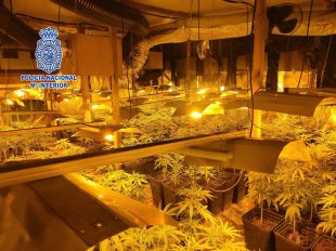 Desmantellen una nau industrial amb prop de 1.600 plantes de marihuana a Palamós