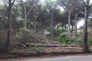 Salvem la Pineda d'en Gori denuncia una tala d'arbres a la pineda de la Fosca