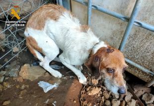Investiguen un home d'Olot per maltractament animal i tinença d'aus protegides sense autorització