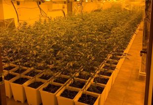 Detinguts els dos responsables d'un cultiu de marihuana amb 900 plantes en una casa de Llagostera