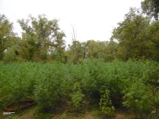 Detinguts el responsables d'un cultiu de marihuana amb 1.623 plantes a tocar el Fluvià a Garrigàs