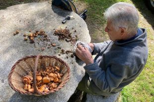 Recta final d'una temporada de bolets molt ''desigual'' i marcada per la sequera