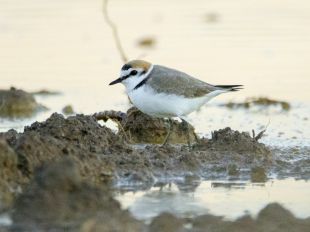 La població de corriol camanegre es multiplica per vuit a la Pletera de l'Estartit
