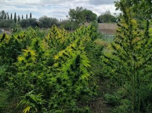 Troben un hort amb 60 plantes de marihuana a Figueres