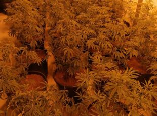 Detinguts dos responsables d'una plantació de marihuana dins una masia de Cruïlles