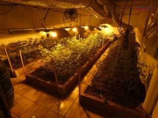 Detinguts els responsables d'un cultiu amb 343 plantes de marihuana en una casa de Vilamalla