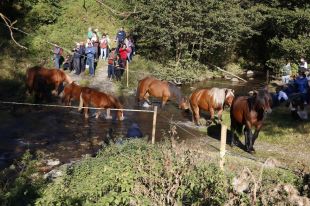 Espinavell recupera la Tria de Mulats amb la baixada de més de 300 animals