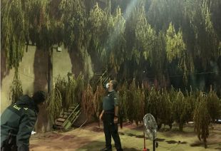 La Guàrdia Civil comissa 865 plantes de marihuana en un magatzem a Cassà de la Selva